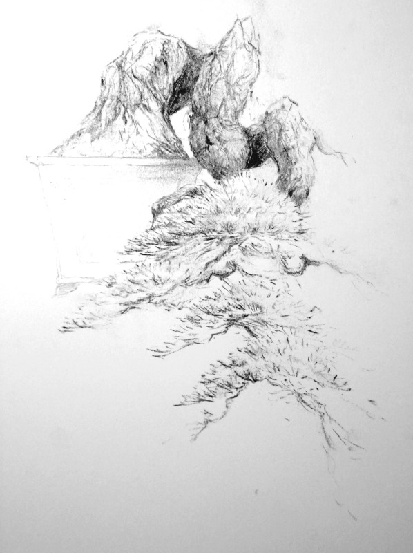 bonsai rajz akira bonsaj draw jan culek